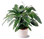 8" Spathiphyllum Plant Peace Lily 8" Spathiphyllum Plant Peace Lily