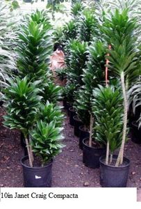 8in Janet Craig Compacta 1 pot