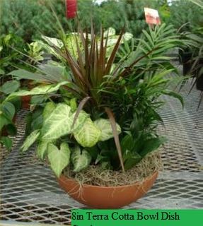 8in Terra Cotta Bowl Dish Garden