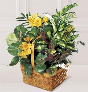 A Bit Of Sunshine Basket- Thinking of you