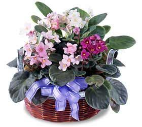 African Violet Basket