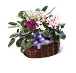 African Violets African Violets
