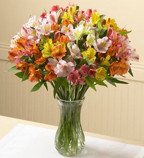  alstroemeria, 