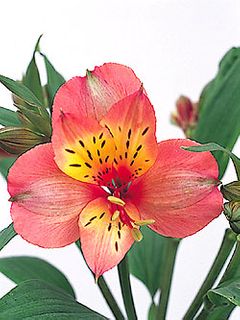 Alstroemeria 