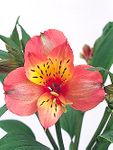 Alstroemeria 
