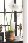 Amaryllis Potted Plant - red Amaryllis Potted Plant - red