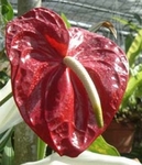 Anthurium 
