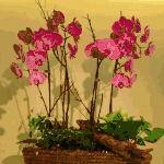 Arrangement of phalaenopsis orchids Arrangement of phalaenopsis orchids