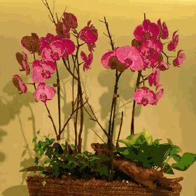 Arrangement of phalaenopsis orchids