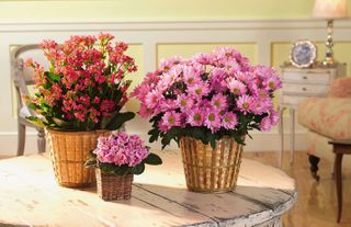 Assorted blooming plant