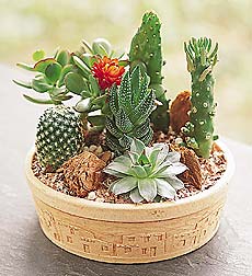 Assorted cacti and succulents Dishgarden