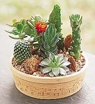 Assorted cacti and succulents Dishgarden Assorted cacti and succulents Dishgarden