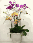 Assorted orchids 8 plants Assorted orchids 8 plants