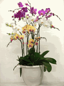 Assorted orchids 8 plants