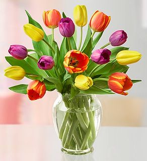 Assorted Tulips, 