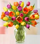 Assorted Tulips,  Assorted Tulips,