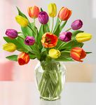 Assorted Tulips,  Assorted Tulips,