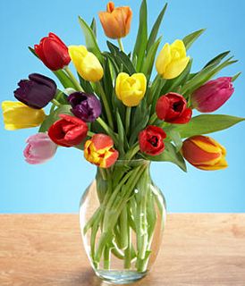 Assorted Tulips 