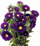 Aster 