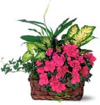 Azalea Attraction Garden Basket Azalea Attraction Garden Basket