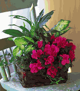 Azalea Attraction Garden Basket 