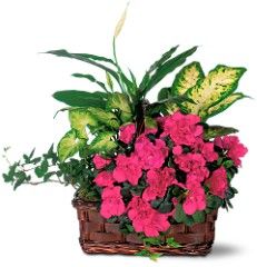 Azalea Attraction Garden Basket