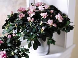 Azalea (Large) 