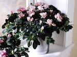 Azalea (Large)  Azalea (Large)