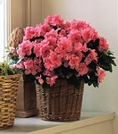 Azalea Plant Azalea Plant