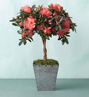 Azalea Topiary