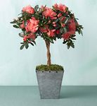 Azalea Topiary