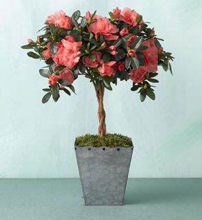 Azalea Topiary 
