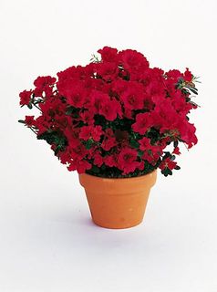 Azalea in basket