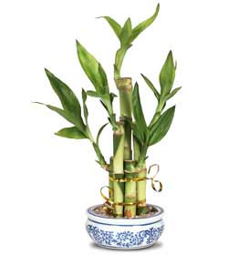 Bamboo Care Tips Bamboo Care Tips