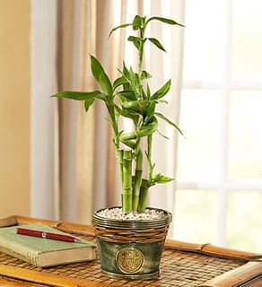 Bamboo in Asian Planter small