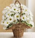 Basket Full of Daisies Basket Full of Daisies
