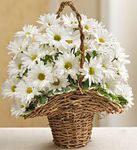 Basket Full of Daisies 