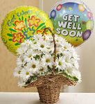 Basket Full of Daisies with Get Well Balloons