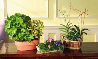 Basket Garden with Orchid