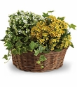 Basket of Joy Basket of Joy