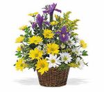 Basket Spring 