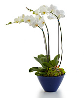  Orchid Plants 
