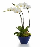 Orchid Plants   Orchid Plants