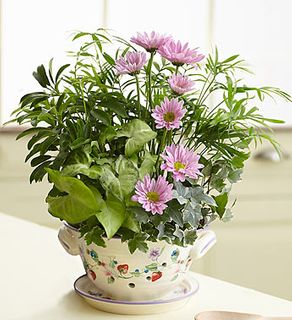 Berry Bowl Dish Garden 