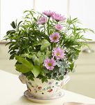 Berry Bowl Dish Garden 