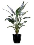 Bird of Paradise plants 10in pot