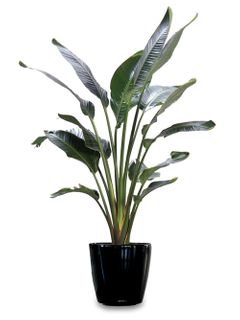 Bird of Paradise plants 10in pot