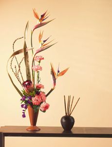 Bird of paradise 