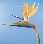 Bird of Paradise 