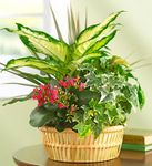 Blooming Dish Garden 